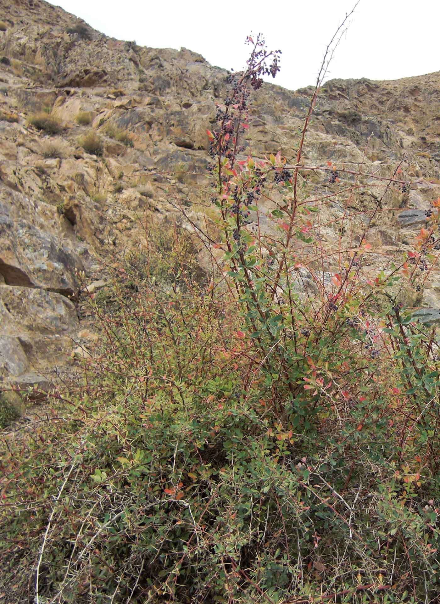 Images: Barberry trees, private photo, April 2004