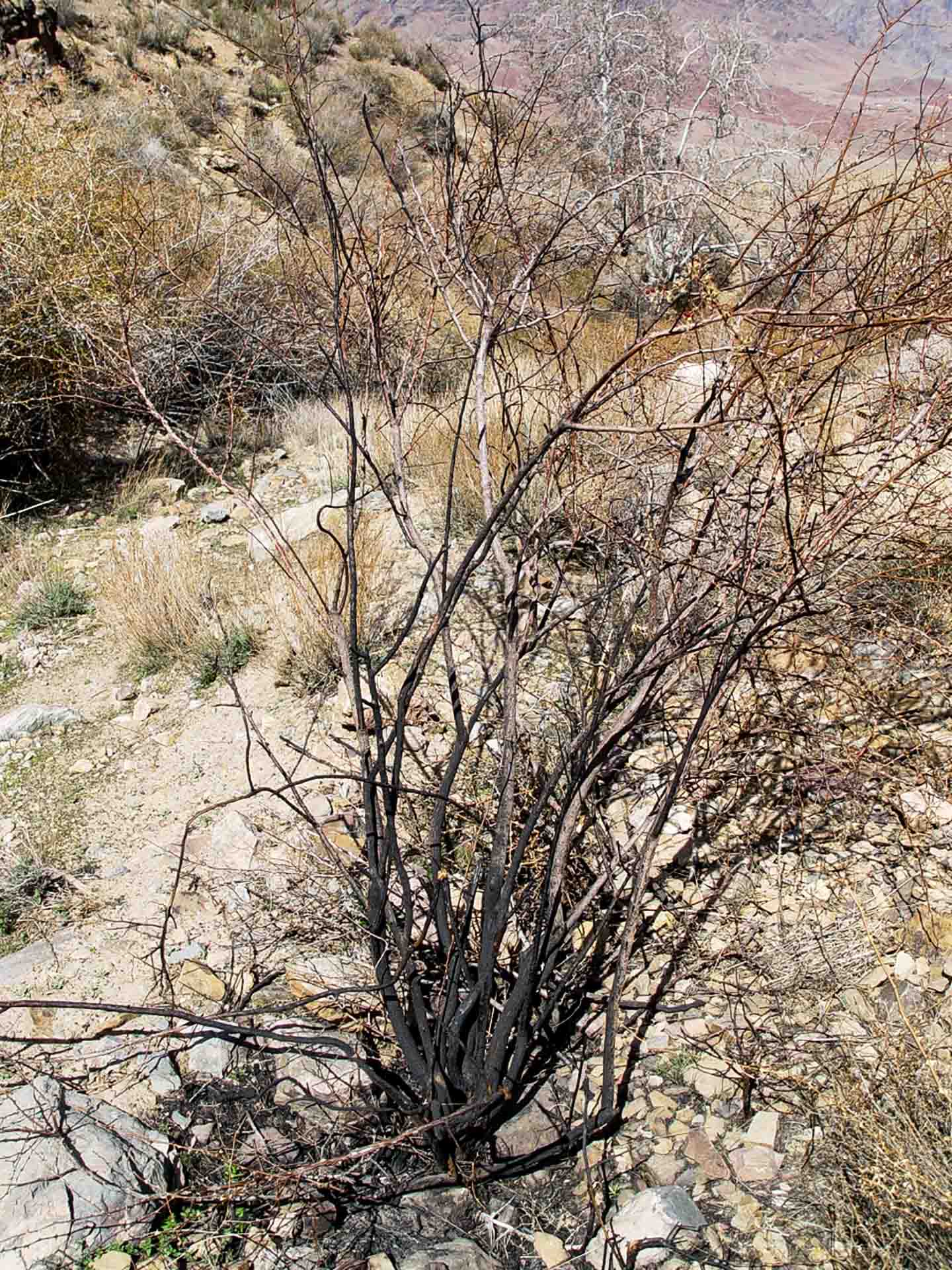 Images: Paygasson, barberry trees, private photo, April 2004
