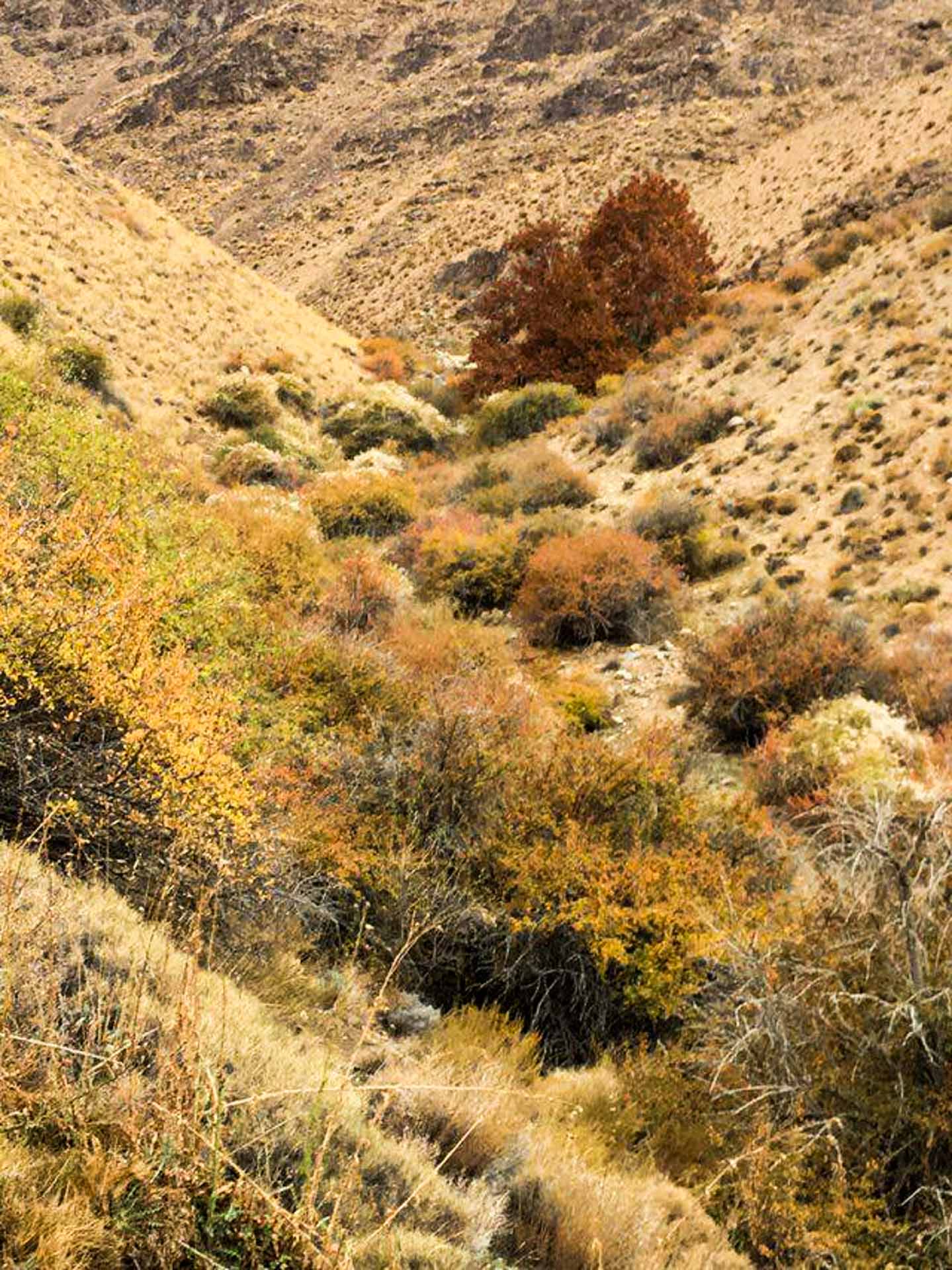Images: Paygasson, barberry trees, private photo, April 2004