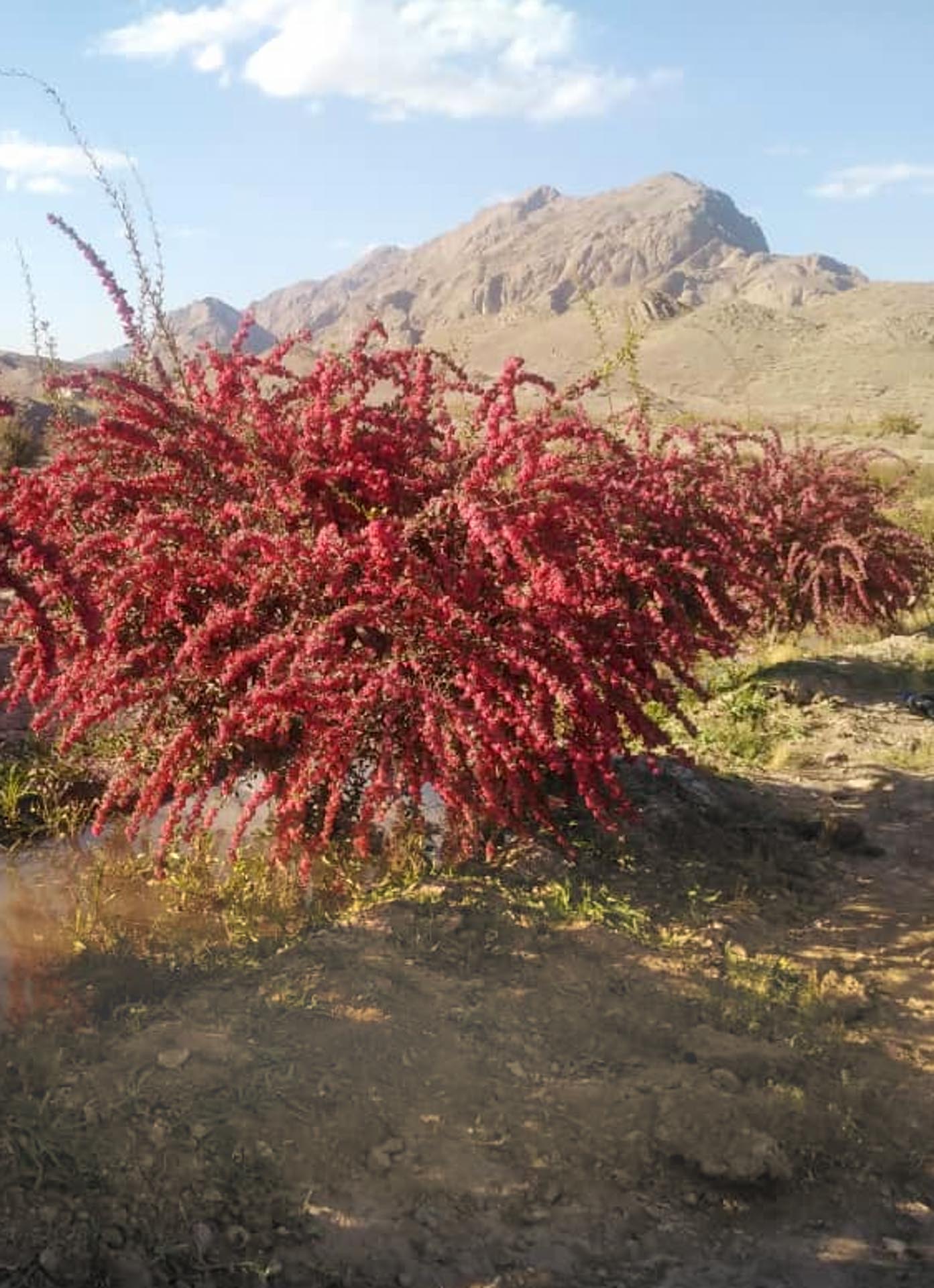 Barberry trees
