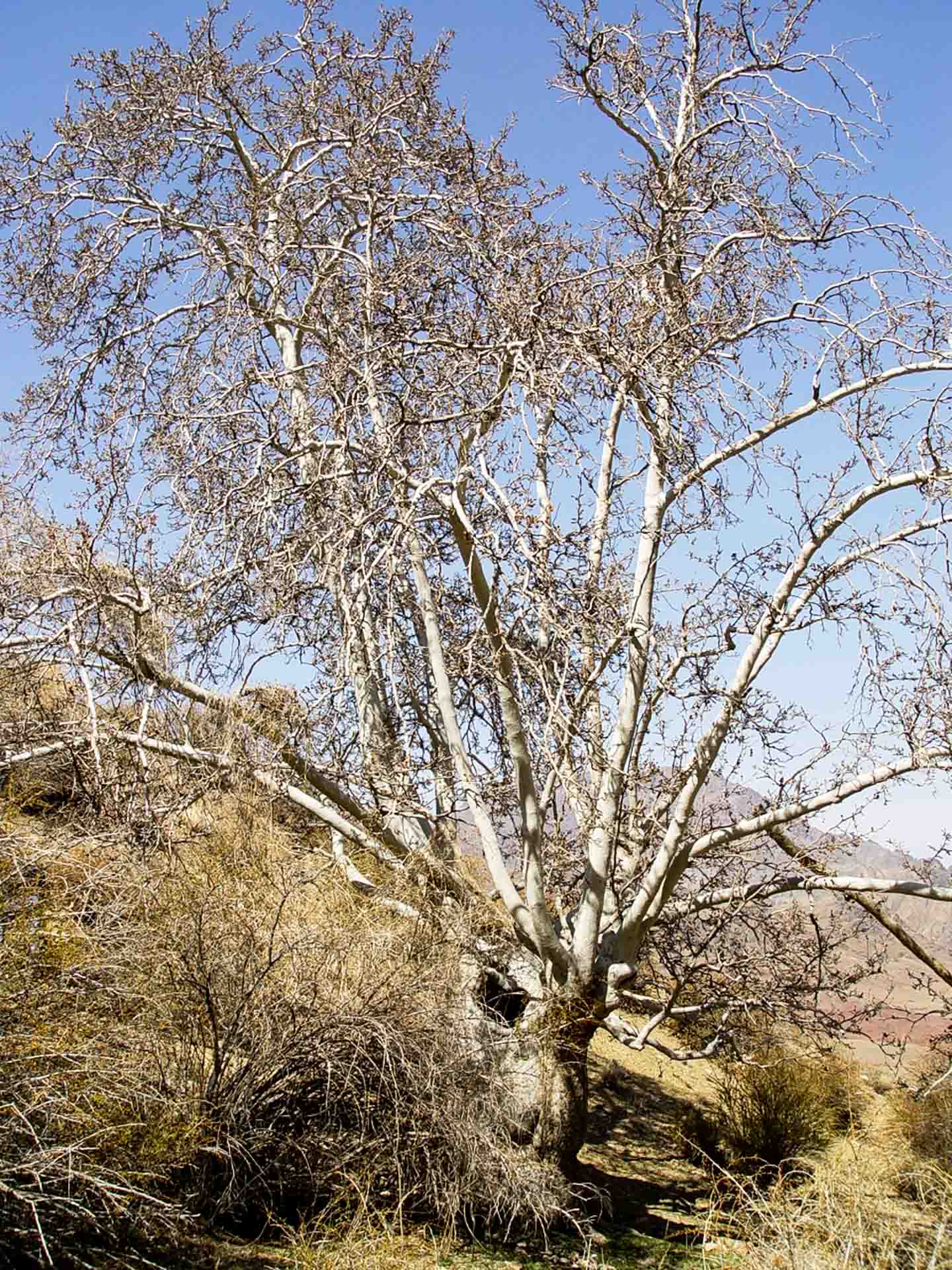 Images: Paygasson, Maple trees, private photo April 2004