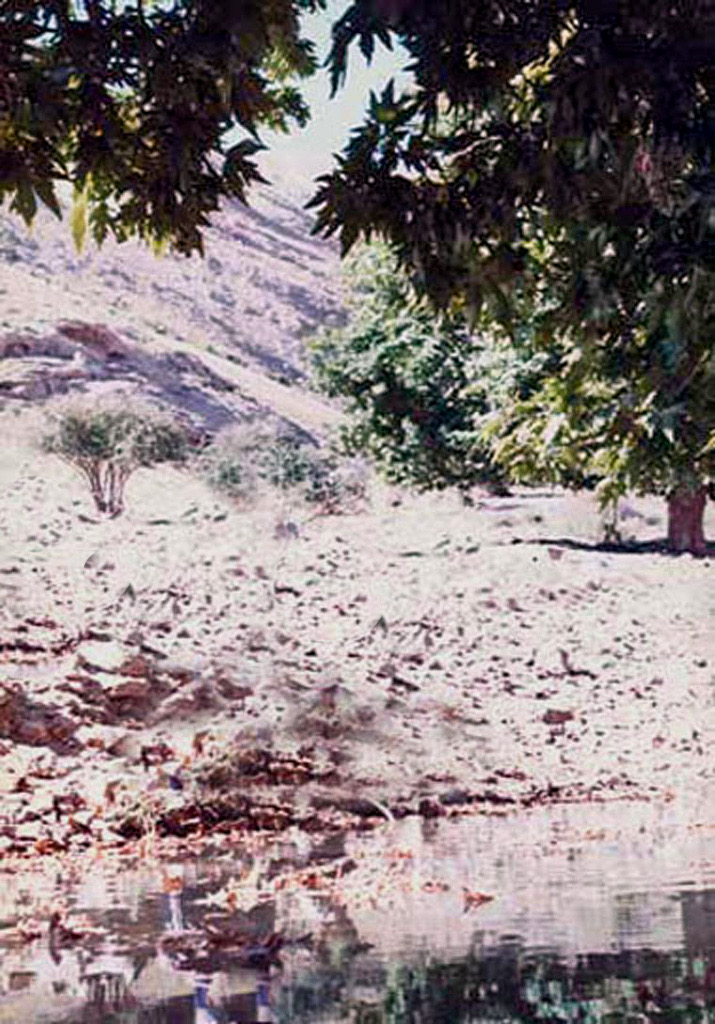 Images: Paygasson, Maple trees, private photo, April 2004